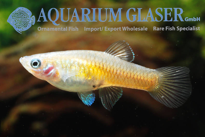 Phallichthys tico Aquarium Glaser GmbH